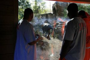 Photo credit: Mark Crammer