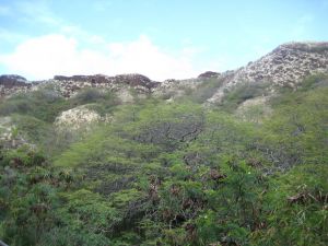 Diamond Head Crater