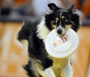 John Casey's Frisbee Dogs performed during halftime of both the men's and women's basketball games.