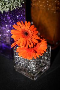 Clemson Tigers Official Athletics Site